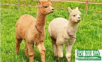 2017年養(yǎng)羊駝賺錢(qián)嗎？前景與市場(chǎng)價(jià)格行情深度解析